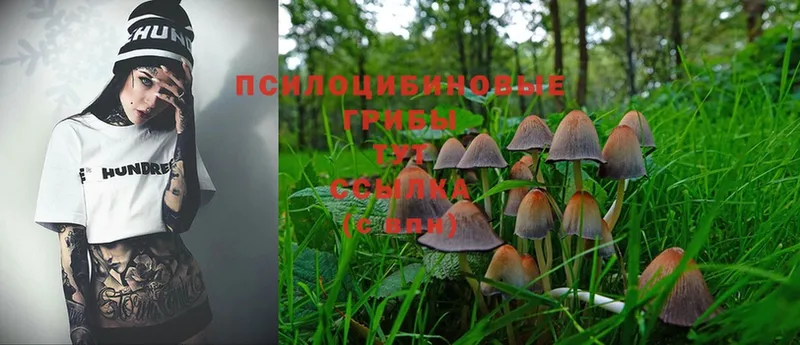 Галлюциногенные грибы Cubensis  Красноуфимск 